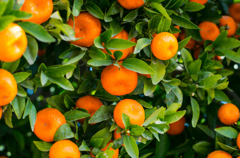 ureditev_vrta_in_okolice_vrtnar