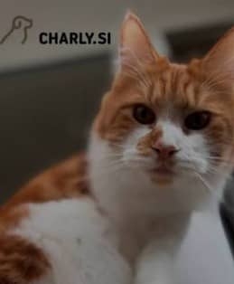 pesek za mačke charly